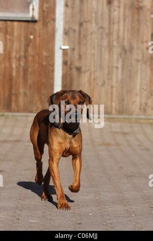 Bavarian mountain dog Stock Photo