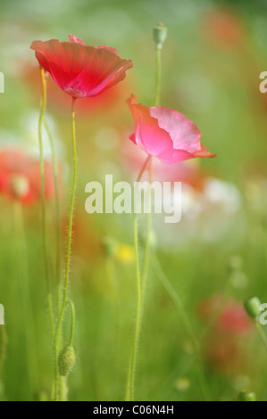 Long-headed Poppies (Papaver dubium) on a summer meadow Stock Photo