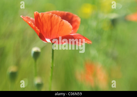 Long-headed Poppy (Papaver dubium) on a summer meadow Stock Photo