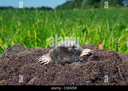 European Mole, Common Mole or Northern Mole (Talpa europaea) in a molehill on a green meadow Stock Photo
