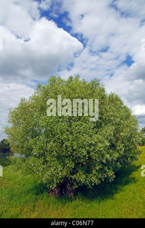 White Willow (Salix alba), Mecklenburg Elbe Valley Nature Park, UNESCO Elbe River Landscape Biosphere Reserve Stock Photo