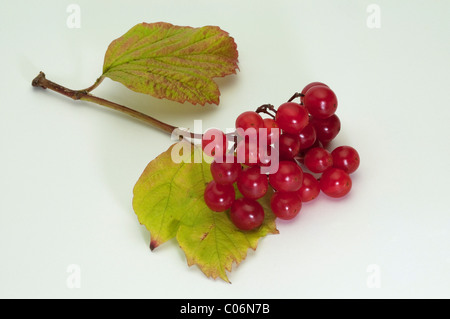 European Cranberrybush, Snowball Tree, Guelder Rose (Viburnum opulus), twig with ripe berries Stock Photo