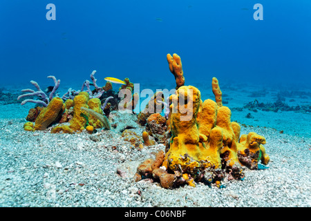 Yellow Tube Sponge, (Aplysina fistularis) in the sandy bottom, Blue-headed Wrasse (Thalassoma bifasciatum), juvenile phase Stock Photo