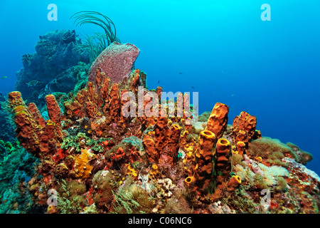 Coral reef, ridge, Yellow tube sponge (Aplysina fistularis), Little Tobago, Speyside, Trinidad and Tobago, Lesser Antilles Stock Photo