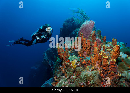 Diver looking at a coral reef, ridge, Yellow tube sponge (Aplysina fistularis), Little Tobago, Speyside, Trinidad and Tobago Stock Photo