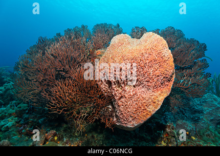 Coral reef, Giant barrel sponge (Xestospongia muta), Deepwater sea fan (Iciligorgia schrammi), Little Tobago, Speyside Stock Photo