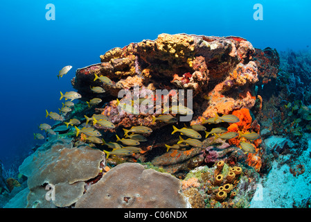 Coral reef, fish, various multicoloured sponges and corals, Smallmouth grunt (Haemulon chrysargyreum), Little Tobago, Speyside Stock Photo