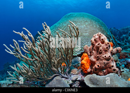 Coral block, coral reef, overgrown, various multicoloured sponges and corals, Little Tobago, Speyside, Trinidad and Tobago Stock Photo