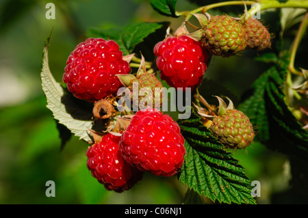 Ripe raspberries Stock Photo