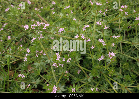 Field madder (Sherardia arvensis : Rubiaceae), UK. Stock Photo