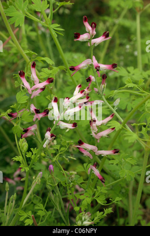 Common ramping fumitory/wall fumitory (Fumaria muralis ssp boraei : Fumariaceae), UK. Stock Photo