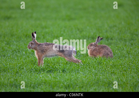 European Hare (Lepus europaeus) stretching hind legs in grassland, Germany Stock Photo