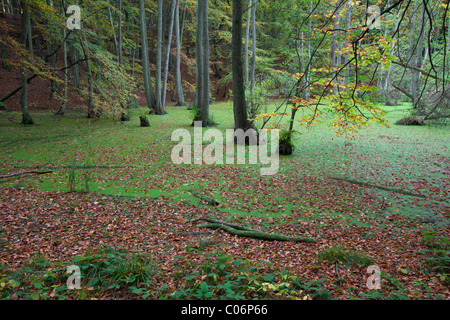 European Alder, Black Alder (Alnus glutinosa) in marshland, Jasmund National Park, Ruegen island, Mecklenburg, Germany Stock Photo