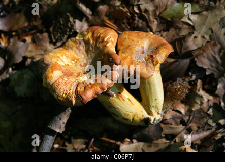 Chanterelle or Girole Mushroom, Cantharellus cibarius, Cantharellaceae Stock Photo