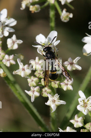 Field Digger Wasp, Argogorytes mystaceus, Sphecidae, Apoidea, Apocrita, Hymenoptera Stock Photo