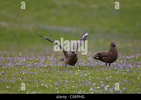 Great skuas on a field of blue flowers Stock Photo