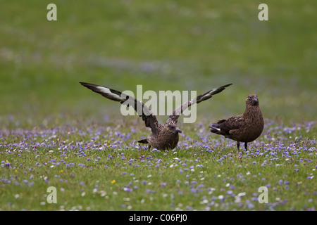 Great skuas on a field of blue flowers Stock Photo