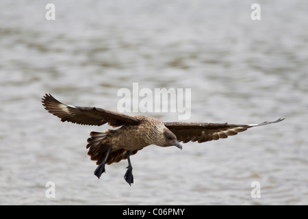 Great skua in flight over water Stock Photo