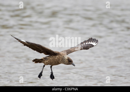 Great skua in flight over water Stock Photo