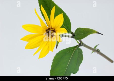 Jerusalem Artichoke, Topinambur (Helianthus tuberosus), flowering stem, studio picture against a white background. Stock Photo