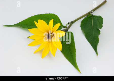 Jerusalem Artichoke, Topinambur (Helianthus tuberosus), flowering stem, studio picture against a white background. Stock Photo