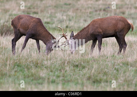Red deer bucks practicing the rut Stock Photo