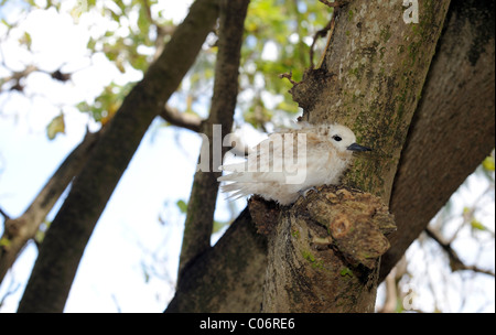 Cousin island, Praslin, Seychelles, Baby bird of White tern, Gygis alba, Stock Photo