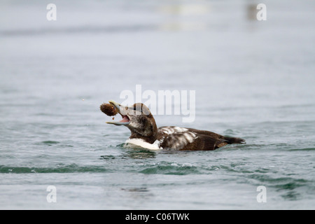 Eider; Somateria mollissima; immature duck eating an urchin; Straumen; Norway Stock Photo