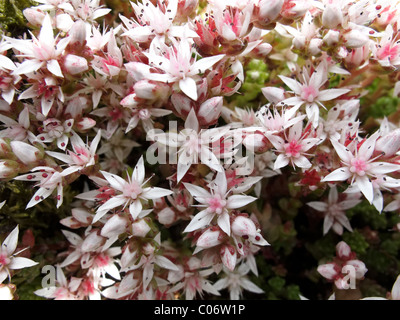 English Stonecrop in full flower. Stock Photo