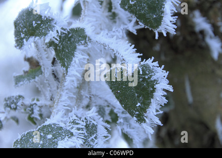 Ivy covered in hoar frost. Stock Photo