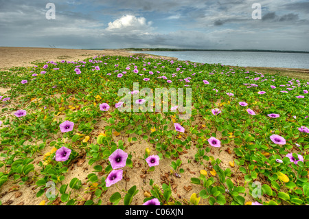 Sandy plants with railroad vine flowers at Bundala beach Bundala National Park Sri Lanka Stock Photo