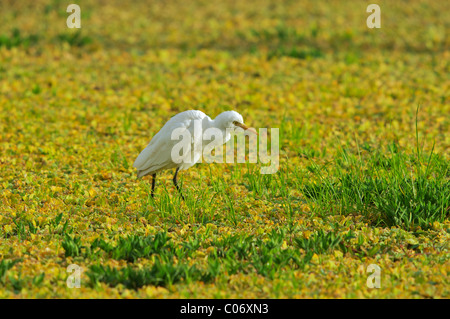 Cattle Egret (Bubulcus ibis) Bundala SRi Lanka Stock Photo