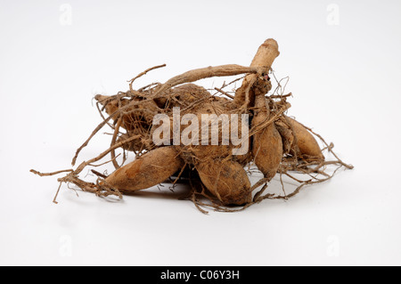 Dahlia Tuber .(star favorite). Stock Photo