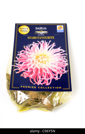 Dahlia Tuber .(star favorite). Stock Photo