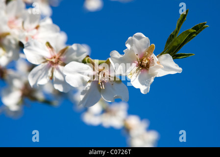 Almond flower blossoming in springtime Mallorca Majorca Balearic Spain Europe Stock Photo