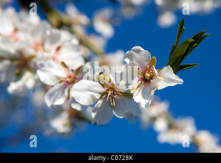 Almond flowers blossoming in springtime Mallorca Majorca Balearic Spain Europe Stock Photo