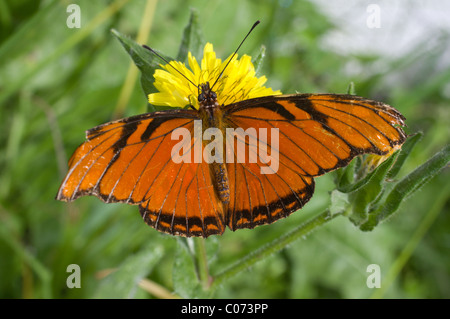 Old Orange Julia Longwing (Dryas iulia, often incorrectly spelled Dryas julia) feeding from dandelion flower Stock Photo