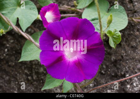 Photo of a Morning glory (Ipomoea Violacea) in Mexico Stock Photo