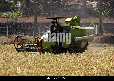 worker harvesting rice in paddy field by power tiller in kerala,india,asia Stock Photo