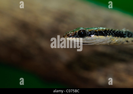 Common Bronzeback Dendrelaphis pictus snake head Stock Photo