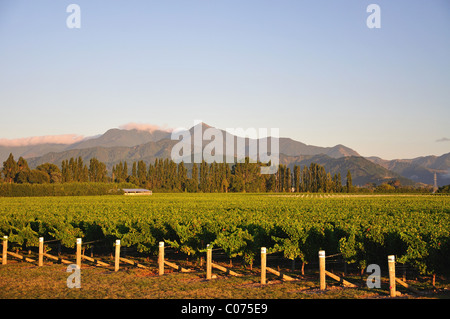 Marlborough vineyard, Wairau Valley, Blenheim, Marlborough, South Island, New Zealand Stock Photo