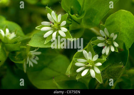 Common Chickweed (Stellaria media), flowering. Stock Photo