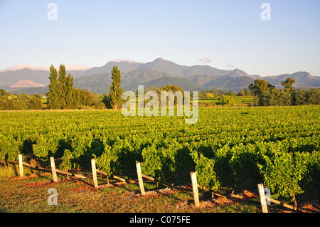 Marlborough vineyard, Wairau Valley, Blenheim, Marlborough, South Island, New Zealand Stock Photo