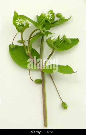 Common Chickweed (Stellaria media), flowering stem. Studio picture against a white background. Stock Photo