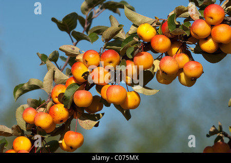 Crab Apple (Malus Butterball), twig with ripe fruit in autumn. Stock Photo
