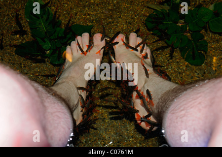 Garra Rufa fish doctor fish nibble fish little dermatologist eating dead skin cells from someone's foot feet pedicure Stock Photo