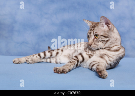 Ocicat Kater / Ocicat tomcat Stock Photo