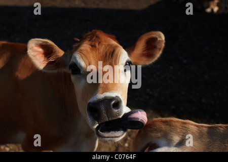 A jersey dairy cow sticking its tongue out Stock Photo