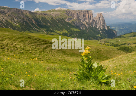 Spotted gentian (Gentiana punctata) in front of Schlern mountain, Seiser Alm, South Tyrol, Italy, Europe Stock Photo