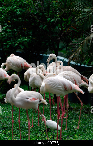 Greater Flamingo Flamingoes Phoenicopterus roseus Kl kuala lumpur bird park malaysia aviary Stock Photo